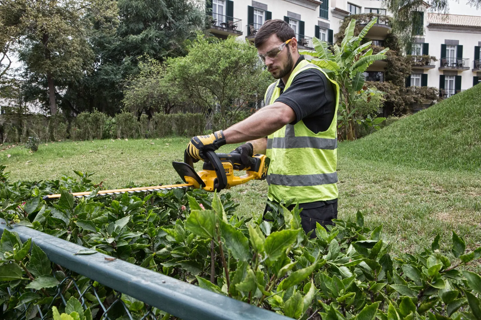 Man trims hedge with DEWALT DCM563PB cordless hedge trimmer in a garden, wearing gloves and safety vest.