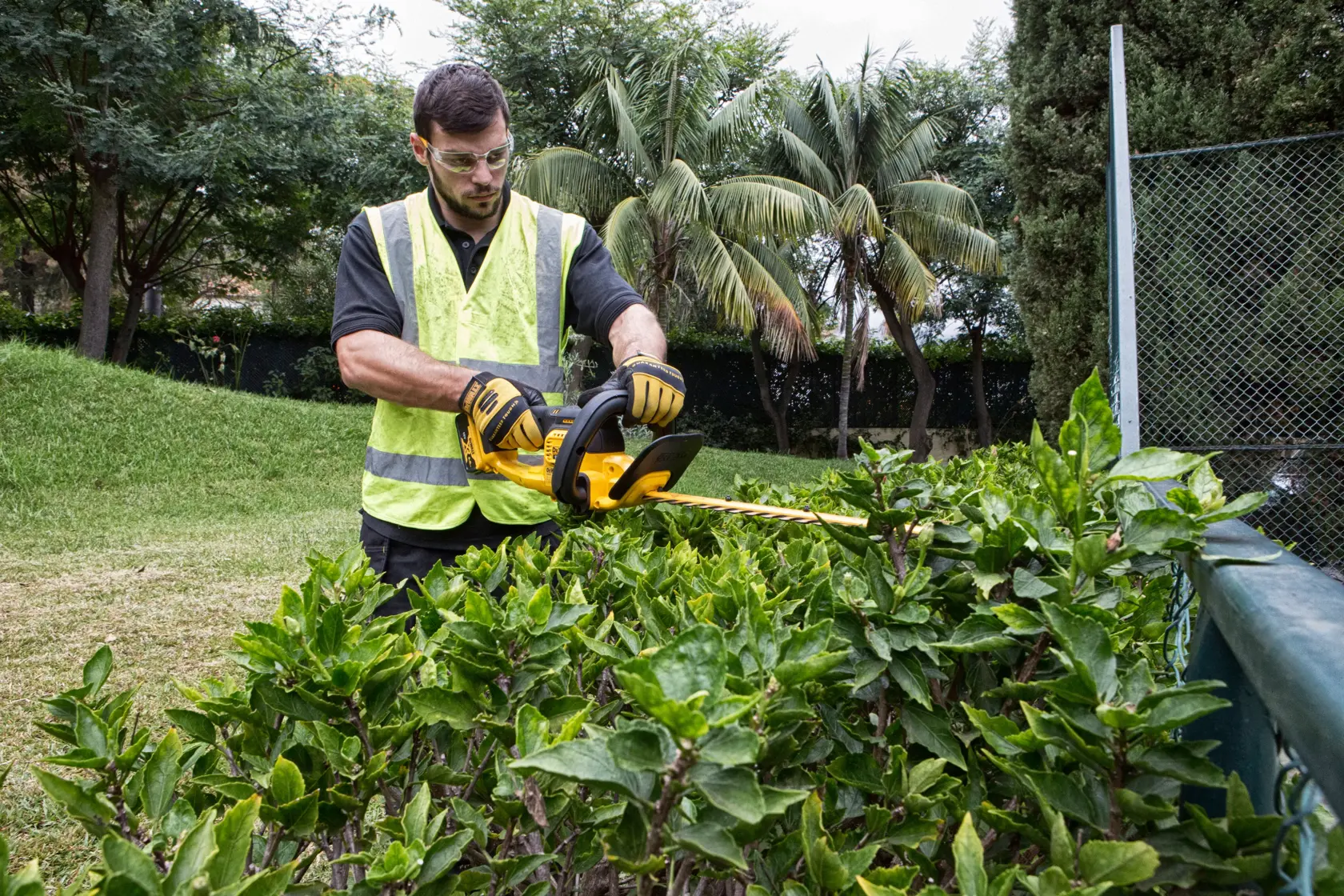 Worker trims hedge with yellow DEWALT DCM563PB tool outdoors, wearing gloves and safety vest.