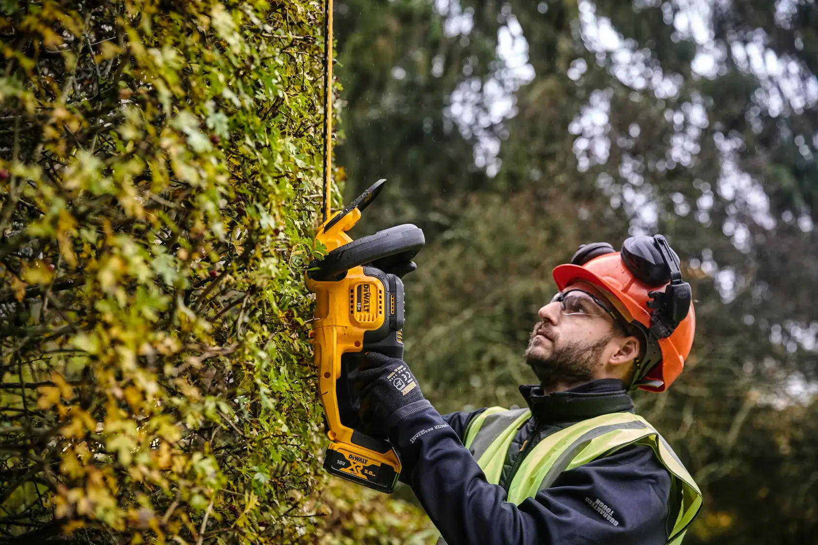Person trims hedge outdoors with yellow DEWALT cordless hedge trimmer DCMHT563N, wearing safety gear.