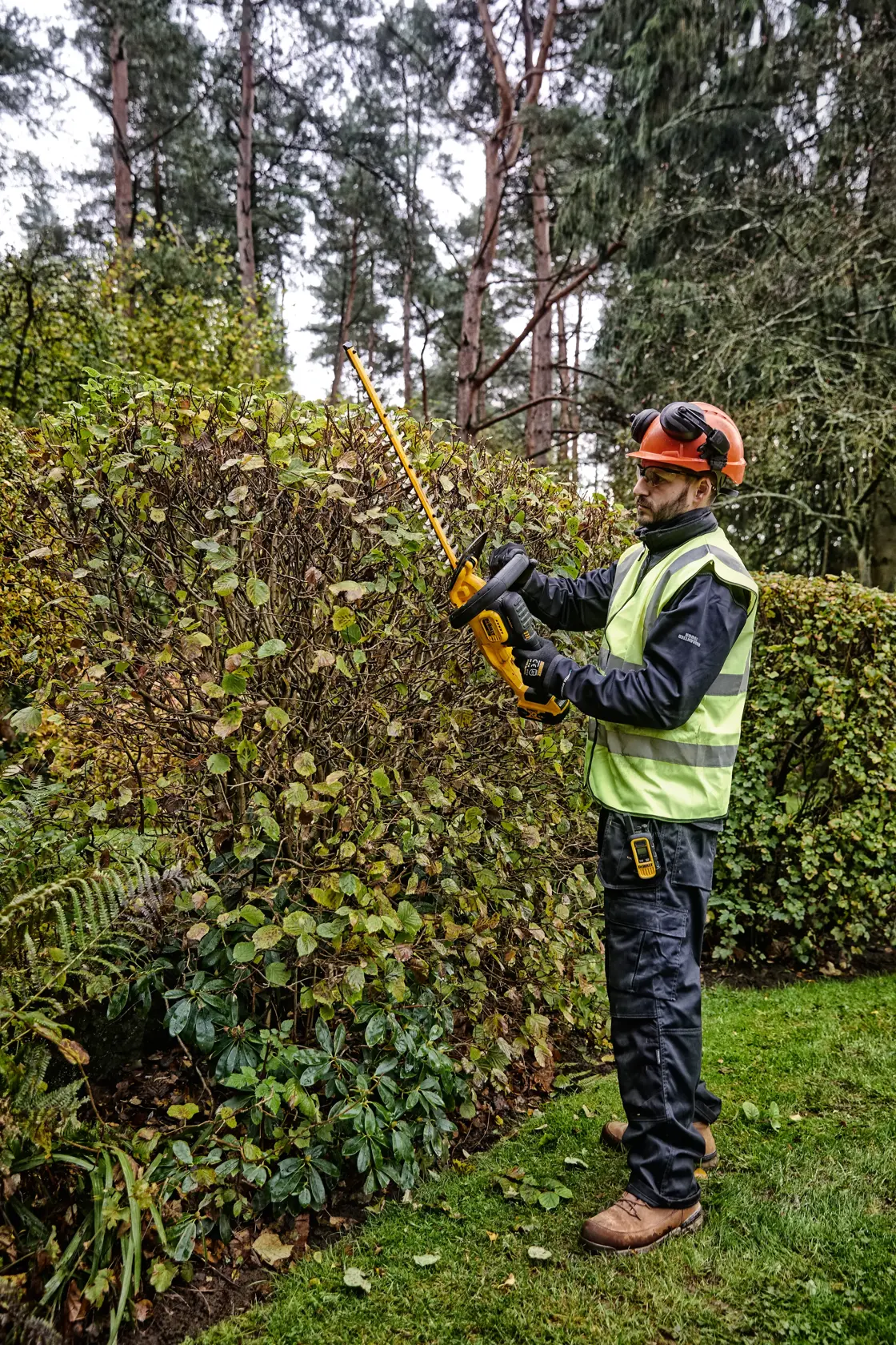 Person trimming hedge with DEWALT DCMHT563N cordless hedge trimmer outdoors, wearing safety gear.